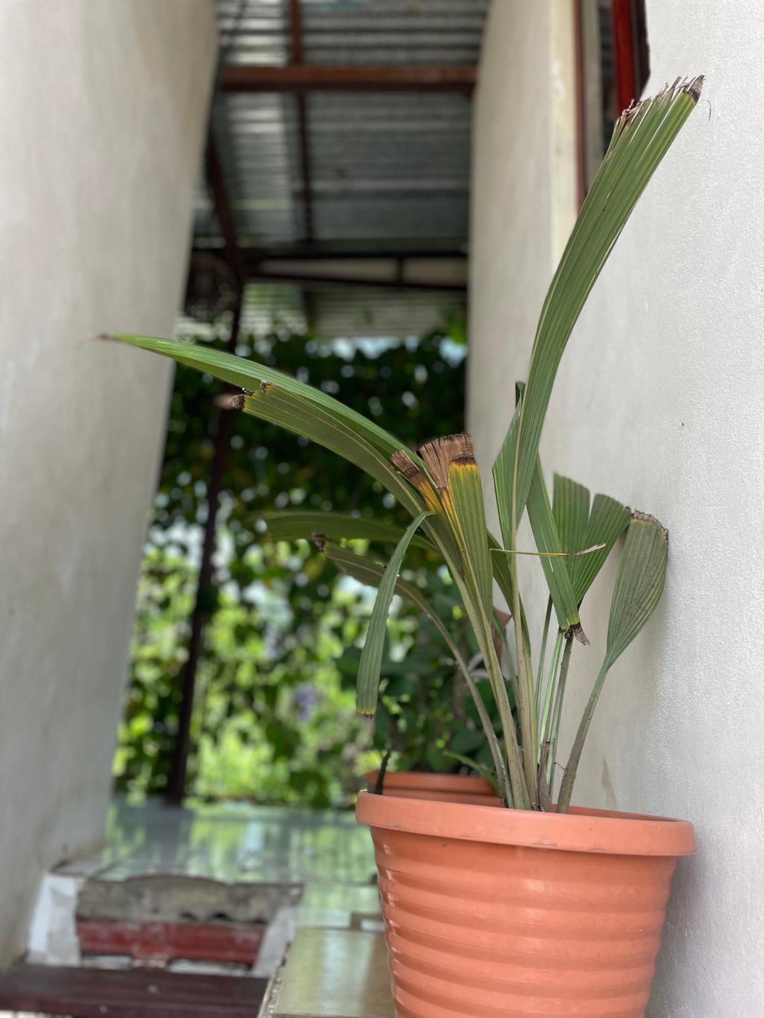 Hostal Isla Natal Moyogalpa Exteriör bild